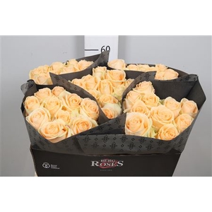 R Gr Avalanche Peach