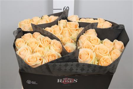 <h4>R Gr Avalanche Peach</h4>