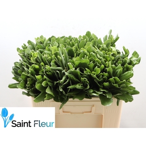 PITTOSPORUM ILAN 50 CM