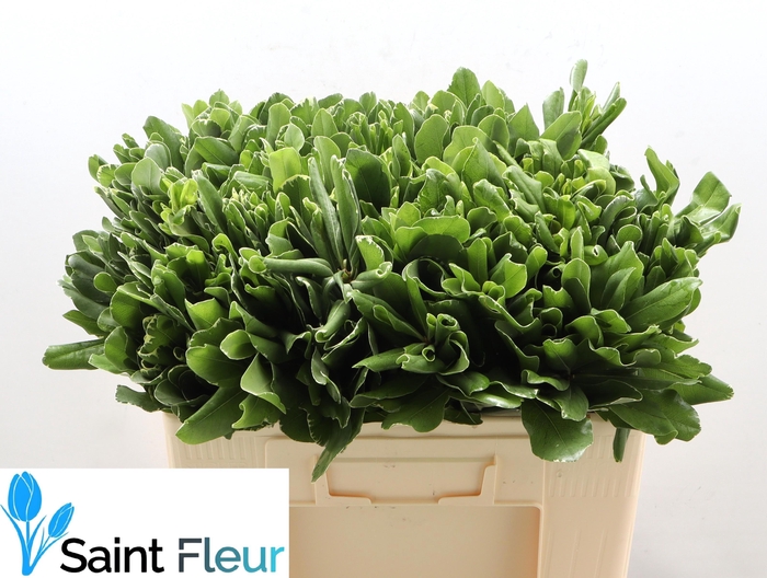 <h4>PITTOSPORUM ILAN 50 CM</h4>