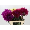 Dahlia Gemengd in fust
