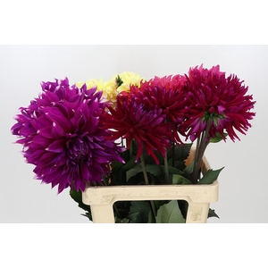 Dahlia Gemengd in fust