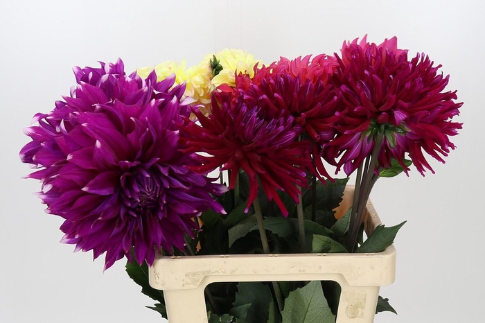 <h4>Dahlia Gemengd in fust</h4>