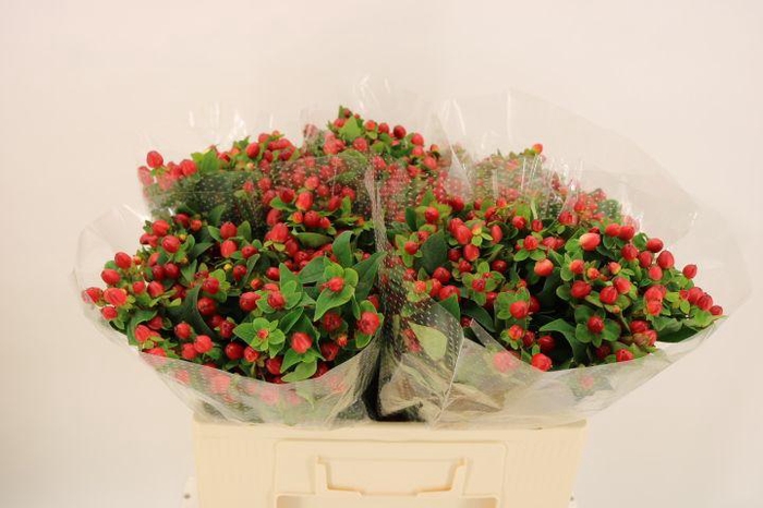 <h4>HYP MAG TRIUMPH stock</h4>