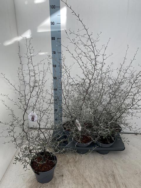 <h4>COROKIA COTONEASTER</h4>