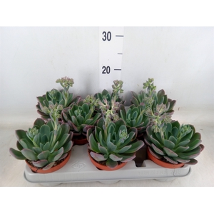 Echeveria  'Blue Prince'