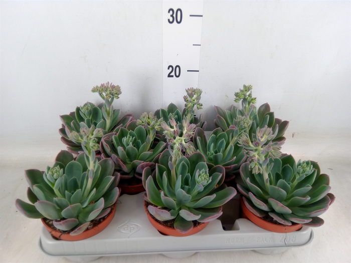 <h4>Echeveria  'Blue Prince'</h4>