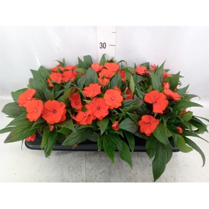 Impatiens NG 'Tamarinda Orange'