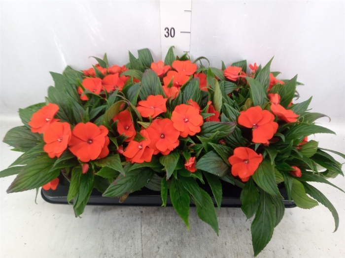 Impatiens NG 'Tamarinda Orange'