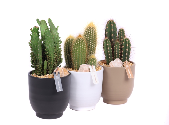 <h4>Cactus Gemengd Keramiek Nature Groove</h4>