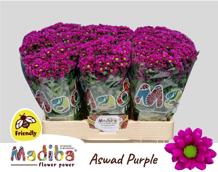 <h4>CHR S MAD ASWAD PURP</h4>