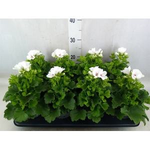 Pelargonium gran.   ...