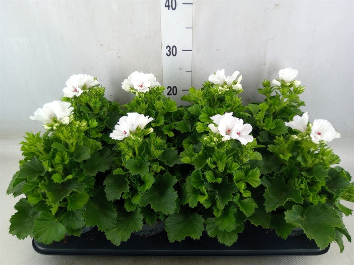 <h4>Pelargonium gran.   ...</h4>