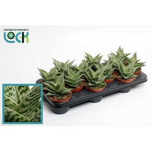 Aloe Variegata Tribal