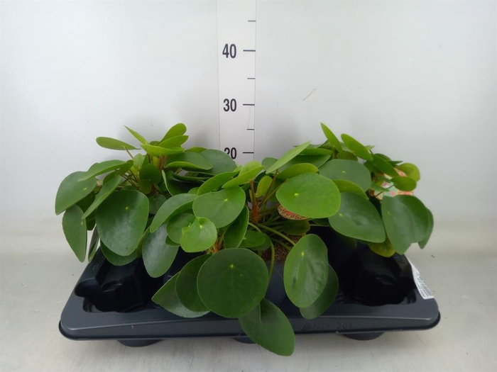 <h4>Pilea peperomioides</h4>