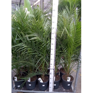 Phoenix canariensis