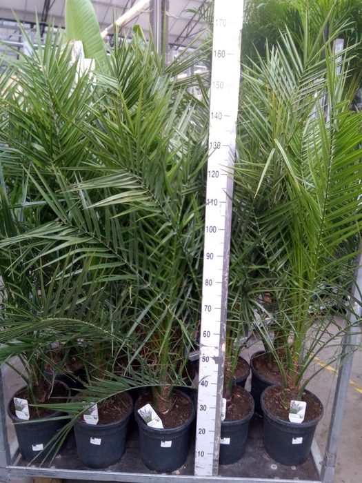 <h4>Phoenix canariensis</h4>