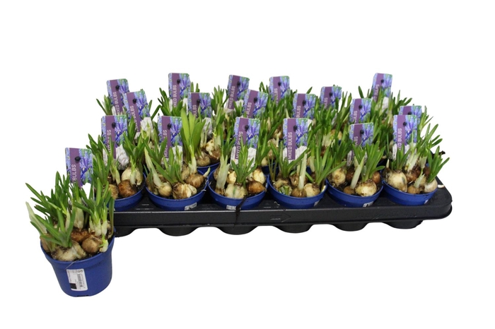 <h4>BOLBLOEMEN GEM</h4>