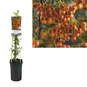 Pyracantha 'Orange Charmer' +light label