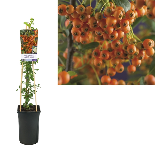 <h4>Pyracantha 'Orange Charmer' +light label</h4>