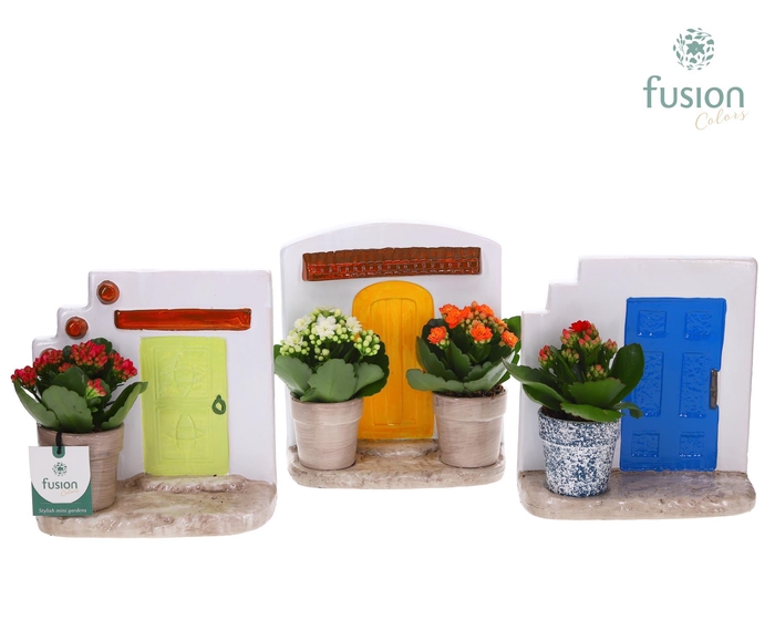 <h4>Terracotta Muurplanter met Kalanchoe</h4>