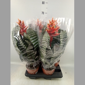 Aechmea   ...
