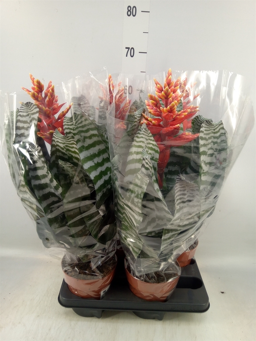 <h4>Aechmea   ...</h4>
