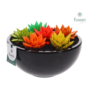 keramiek moonschaal met geverfde succulenten