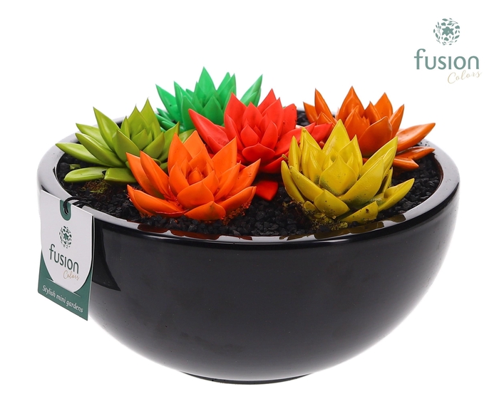 <h4>keramiek moonschaal met geverfde succulenten</h4>