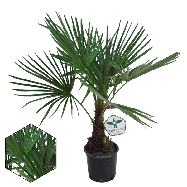 <h4>Trachycarpus Fortuneii / Eagle palm p21 70-80 cm *stam 15-20 cm* 2024</h4>