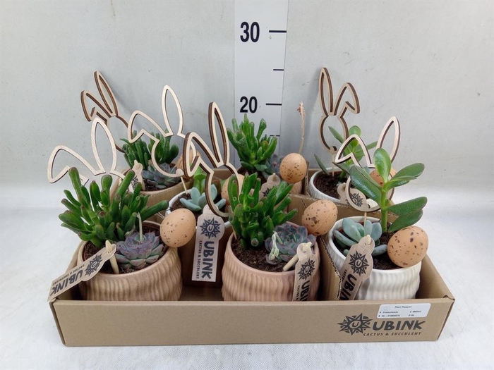 <h4>Arr.  Succulents L%</h4>