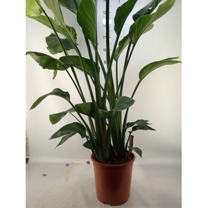 Strelitzia nicolai
