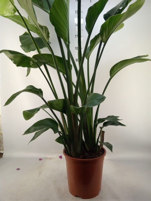 <h4>Strelitzia nicolai</h4>