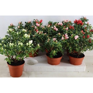 RHODO SI GEM