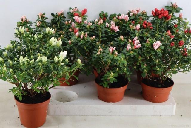 <h4>RHODO SI GEM</h4>