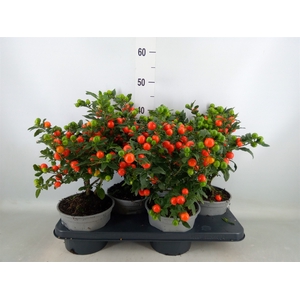 Solanum pseudocapsicum 'Bartoli'
