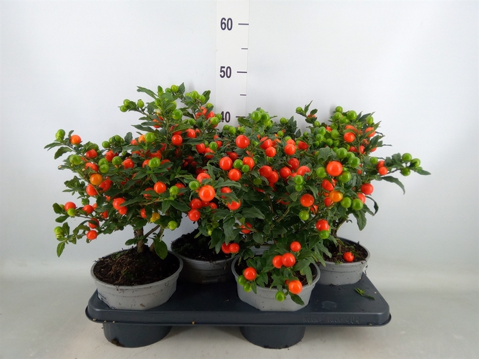 <h4>Solanum pseudocapsicum 'Bartoli'</h4>