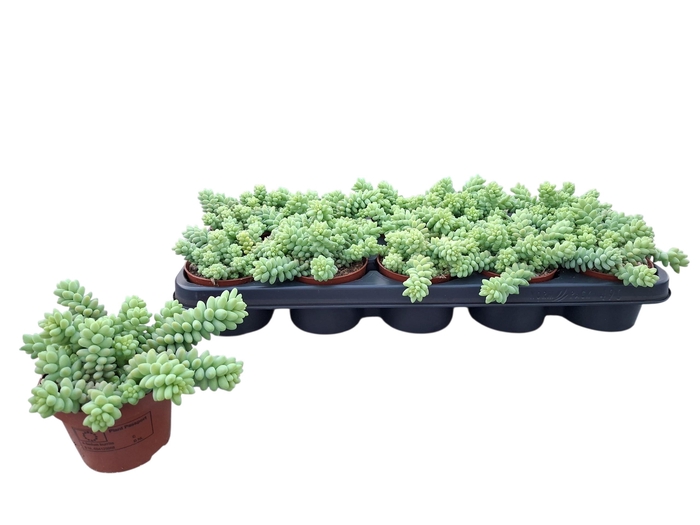 <h4>SEDUM BURRITO</h4>