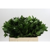Ruscus Hypophyllum