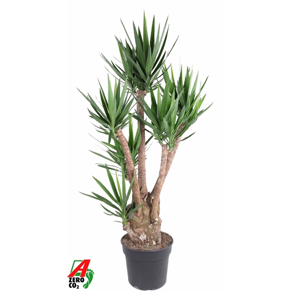 <h4>Yucca vertakt 4/5-arm P40</h4>