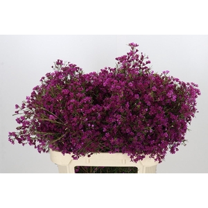 CHAME PURPLE RAIN