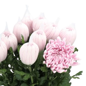CHRYSANTHEMUM PL 'HONEYMOON'