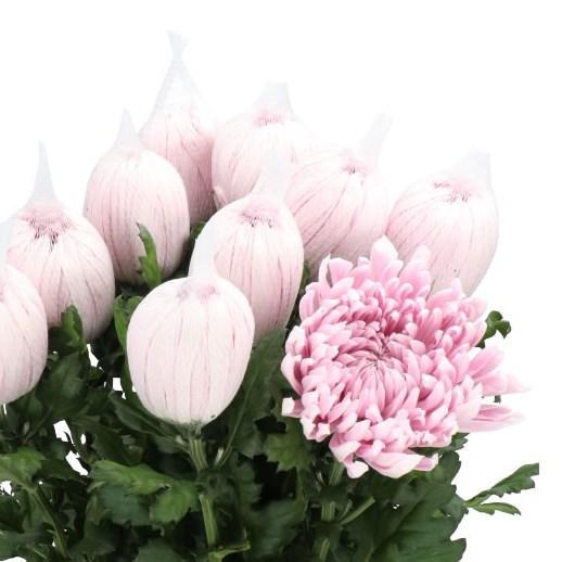 <h4>CHRYSANTHEMUM PL 'HONEYMOON'</h4>
