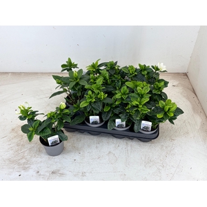 GARDENIA JASMINOIDES