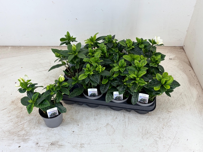 <h4>GARDENIA JASMINOIDES</h4>