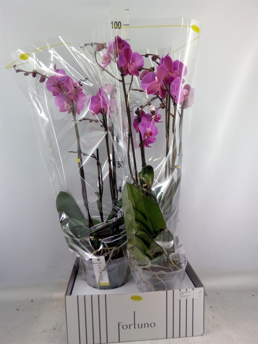 <h4>Phalaenopsis   ...white</h4>