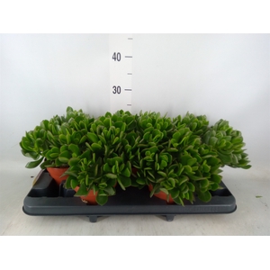 Crassula ovata 'Sunset'