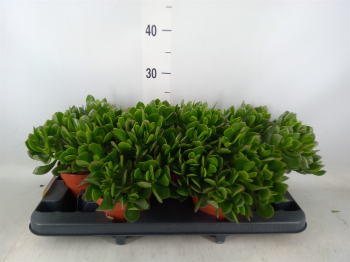 <h4>Crassula ovata 'Sunset'</h4>