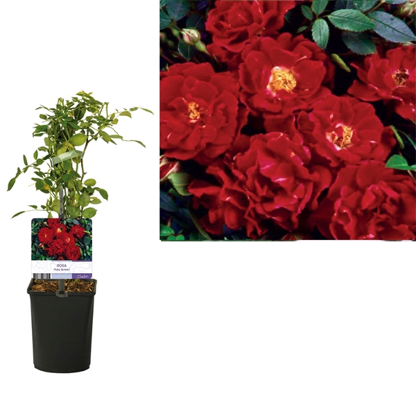 <h4>Rosa 'Ruby Queen' +light label</h4>