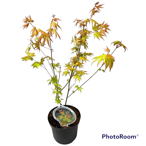 <h4>Acer pal. 'Orange Dreame 40-50 P19</h4>